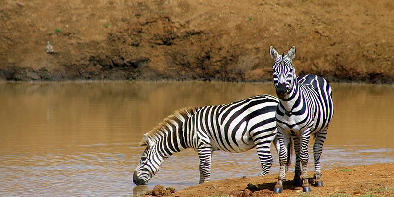 MRes Wildlife Conservation Research Masters | Biological Sciences